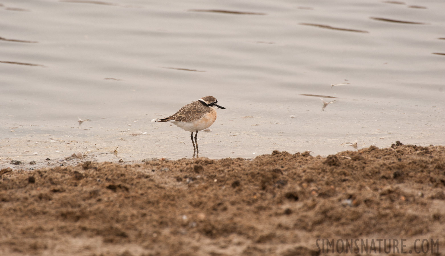 Charadrius pecuarius [550 mm, 1/500 Sek. bei f / 8.0, ISO 400]